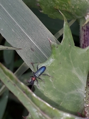 Cartallum ebulinum