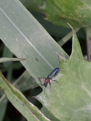 Cartallum ebulinum