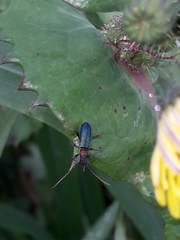 Cartallum ebulinum