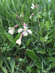 Raphanus raphanistrum