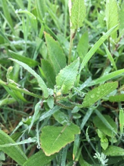 Raphanus raphanistrum