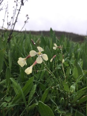 Raphanus raphanistrum