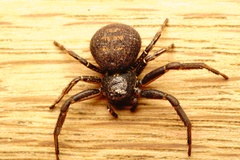 Bassaniodes robustus