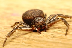 Bassaniodes robustus