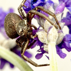 Bassaniodes robustus