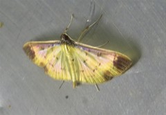 Eulepte