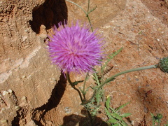 Cirsium filipendulum