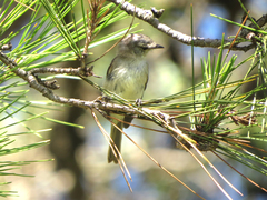 Serpophaga subcristata