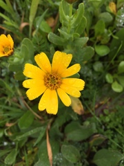 Calendula arvensis