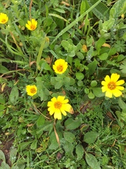 Calendula arvensis