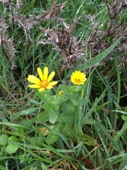 Calendula arvensis