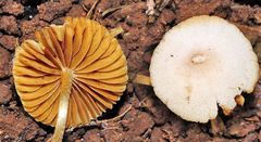 Tubaria dispersa