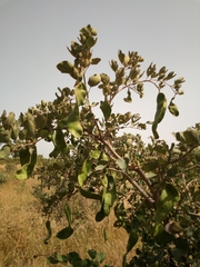 Piliostigma thonningii