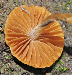 Tubaria dispersa