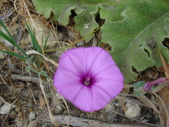 Convolvulus althaeoides althaeoides