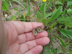 Scorpiurus muricatus