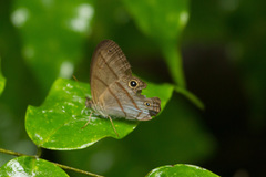 Amiga arnaca