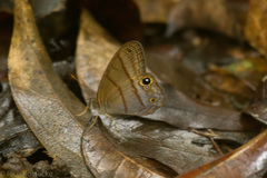 Amiga arnaca