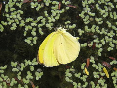 Pyrisitia dina westwoodi