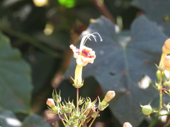 Ipomoea neei