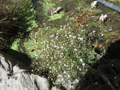 Stevia trifida