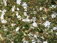 Stevia trifida