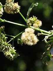 Critonia quadrangularis