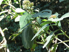 Critonia quadrangularis