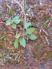 Lobelia cordifolia