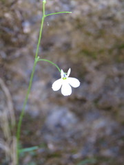 Lobelia cordifolia