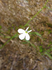 Lobelia cordifolia