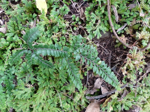 Adiantum hispidulum var. hispidulum image