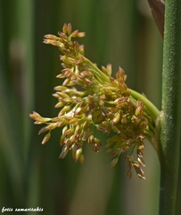 Juncus heldreichianus