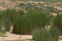 Juncus heldreichianus