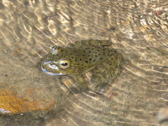 Lithobates psilonota