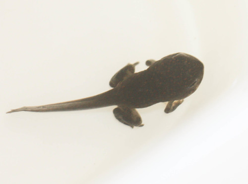 Anaxyrus punctatus