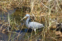 Egretta tricolor image