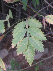 Bursera copallifera