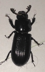 Aulacocyclus