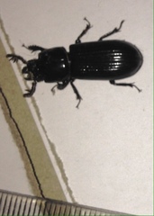 Aulacocyclus