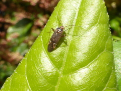 Diomocoris