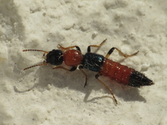 Paederus littoralis