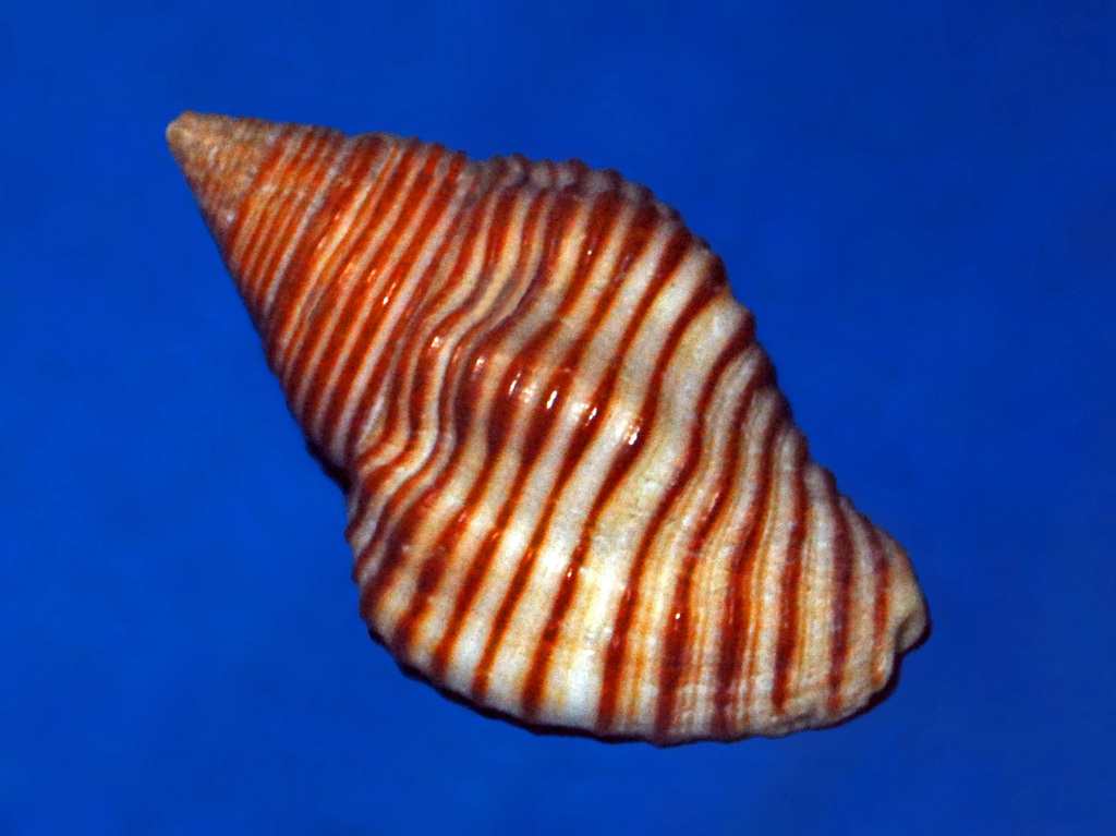 Waved Buccinum