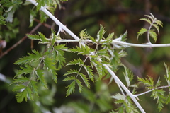 Rubus ludwigii