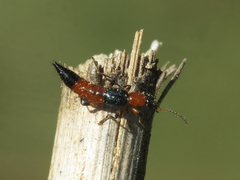 Paederus caligatus