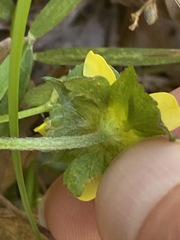 Waldsteinia