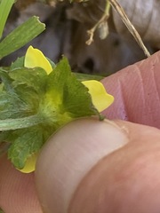 Waldsteinia