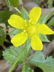 Waldsteinia