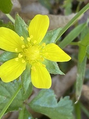 Waldsteinia