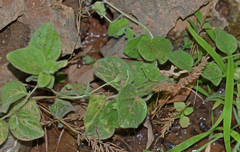 Kickxia spuria integrifolia